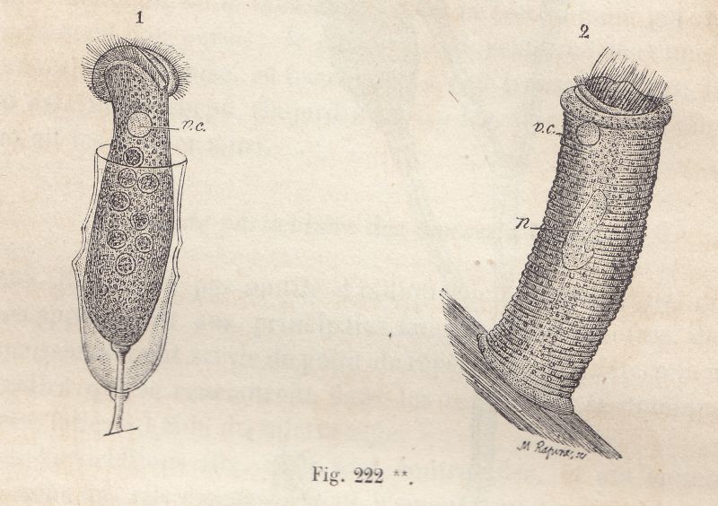 Tavole antiche